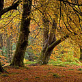 Autumn Beeches in the Trossachs