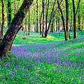 Bluebells at Doon Hill