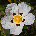 Cistus