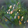Flower Spray