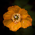 Orange and Black 2