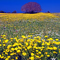 Spring Flowers in Cyprus